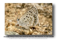 Plebejus shasta