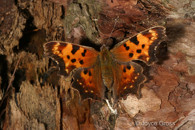 Polygonia faunus