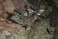 Polygonia faunus