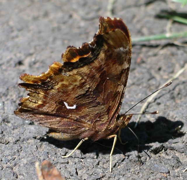 Polygonia satyrus