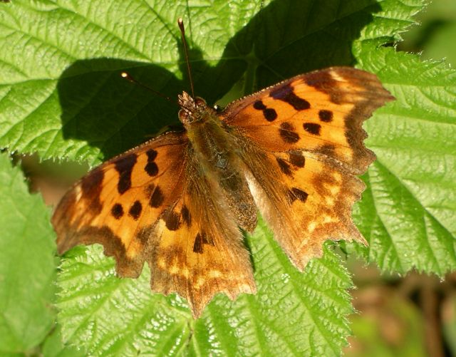 Polygonia satyrus