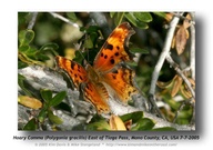 Polygonia zephyrus