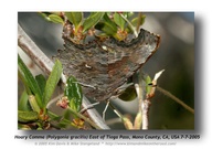 Polygonia zephyrus