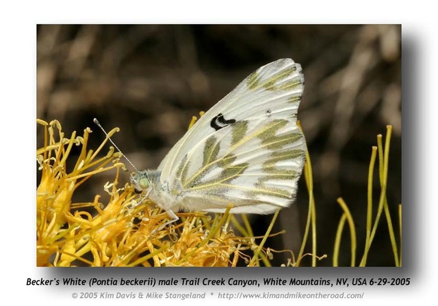 Pontia beckerii