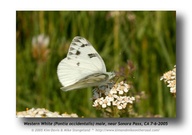 Pontia occidentalis