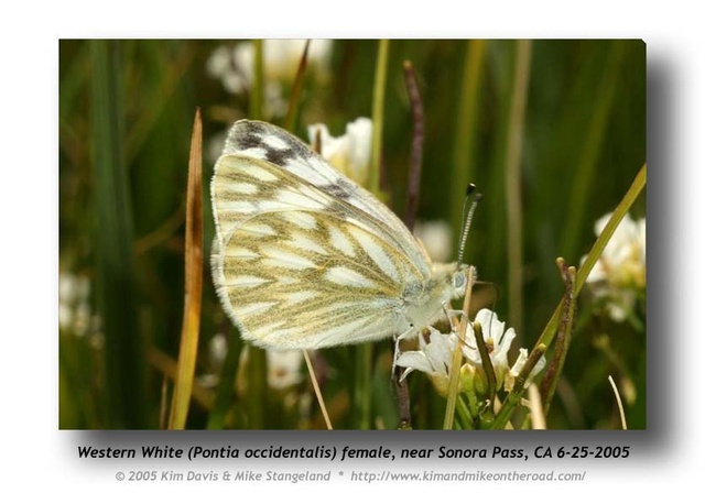 Pontia occidentalis