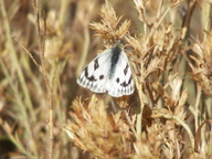 Pontia occidentalis