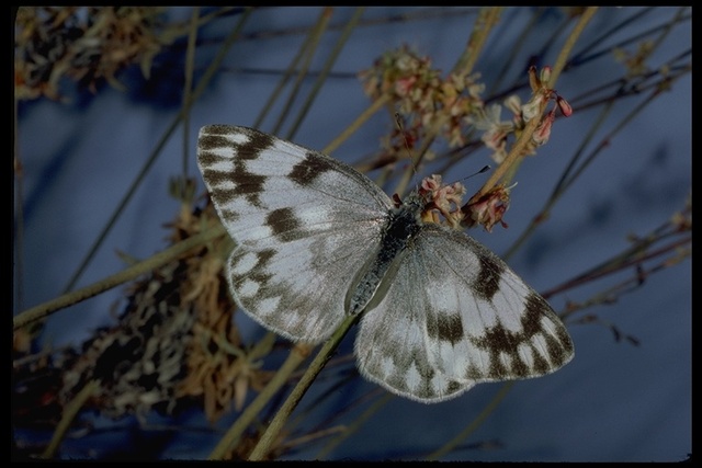 Pontia protodice