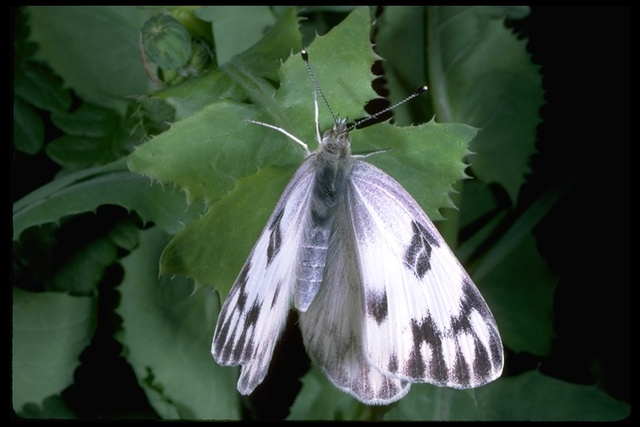 Pontia protodice