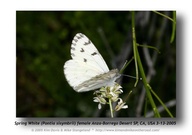 Pontia sisymbrii