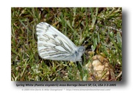 Pontia sisymbrii