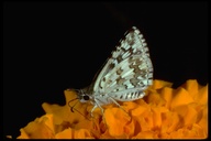 Pyrgus communis