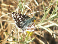 Pyrgus communis