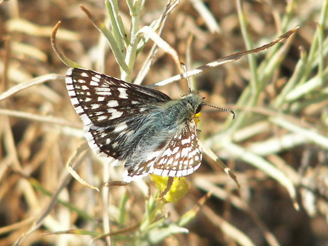 Pyrgus communis