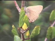 Satyrium auretorum