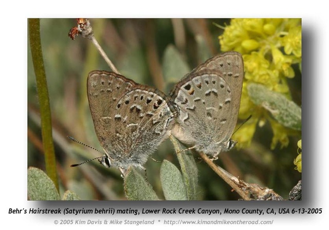 Satyrium behrii