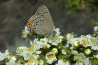 Satyrium californica