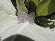 Satyrium fuliginosum fuliginosum