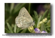 Satyrium fuliginosum semiluna