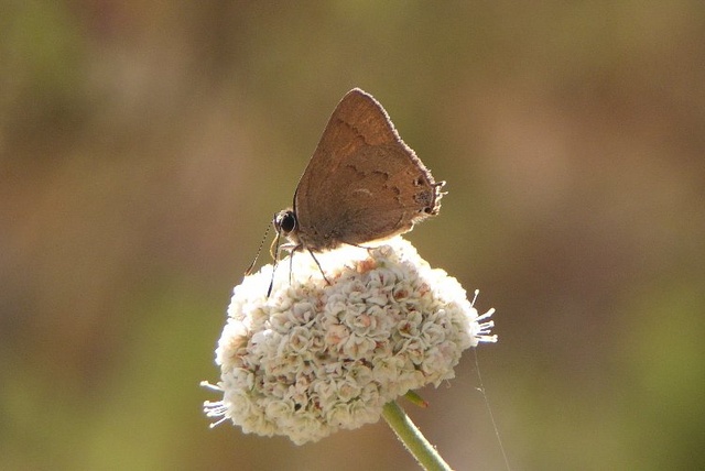 Satyrium saepium