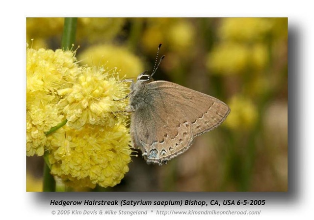 Satyrium saepium