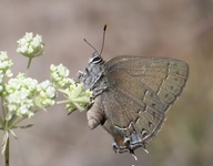 Satyrium saepium