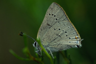 Satyrium sylvinus