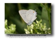 Satyrium sylvinus