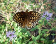 Speyeria callippe juba