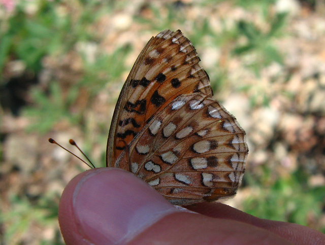 Speyeria callippe juba