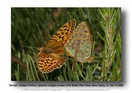 Speyeria callippe nevadensis