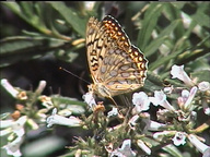 Speyeria callippe ssp.