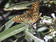 Speyeria callippe ssp.