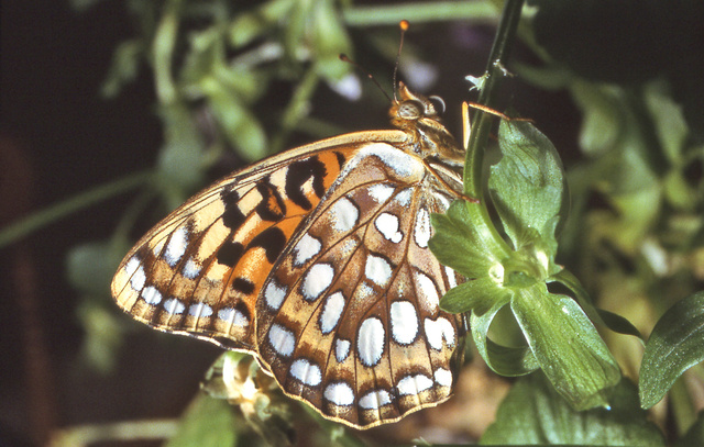 Speyeria coronis