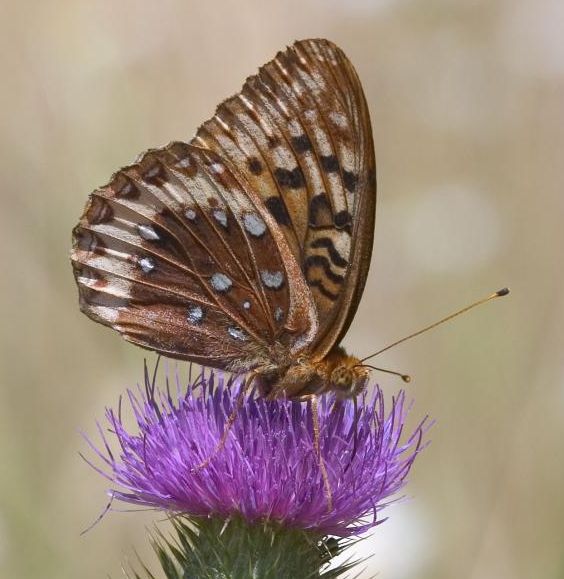 Speyeria cybele leto