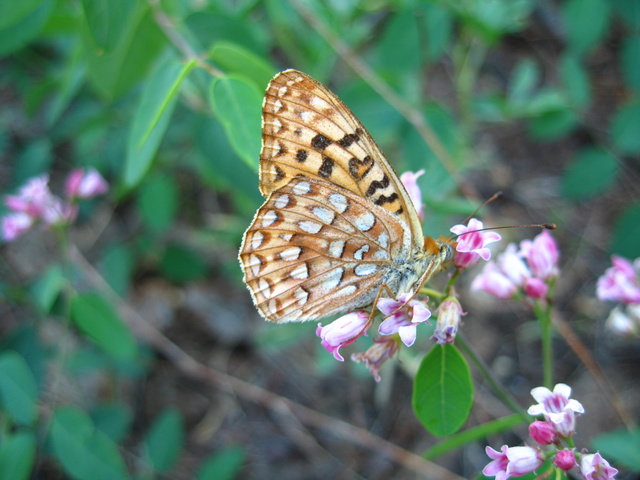 Speyeria egleis