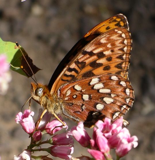 Speyeria hydaspe