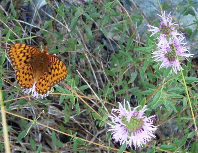 Speyeria hydaspe