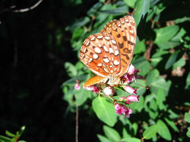 Speyeria hydaspe