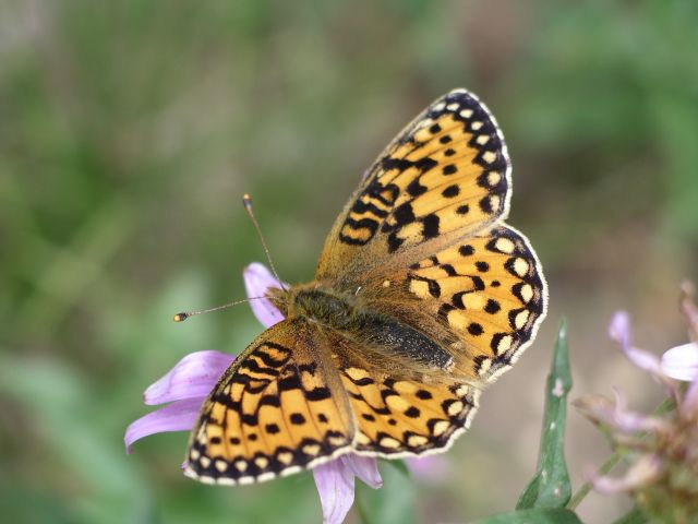 Speyeria mormonia