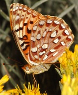 Speyeria zerene