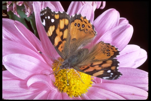 Vanessa annabella