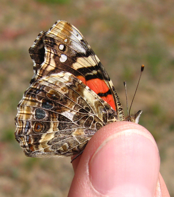 Vanessa annabella