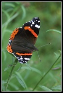 Vanessa atalanta