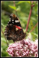 Vanessa atalanta