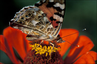 Vanessa cardui