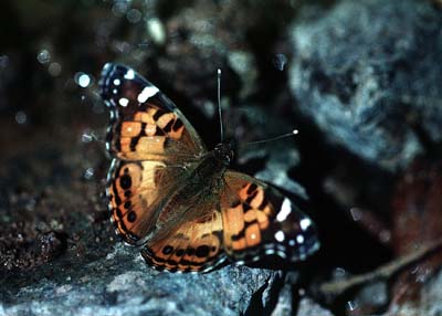 Vanessa virginiensis