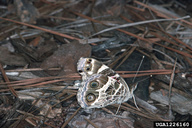 Vanessa virginiensis