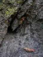 Pipevine swallowtail pupal casings