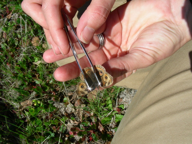 Buckeye (J. coenia)